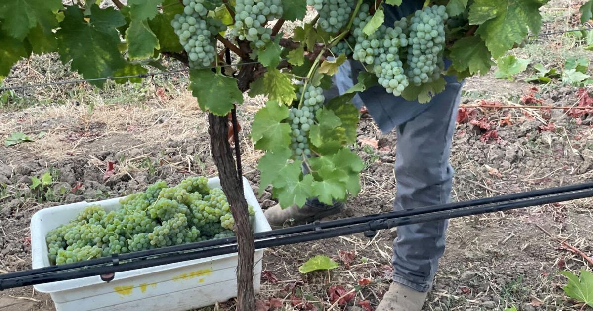 Napa Valley harvest report: High hopes for 2024 crop