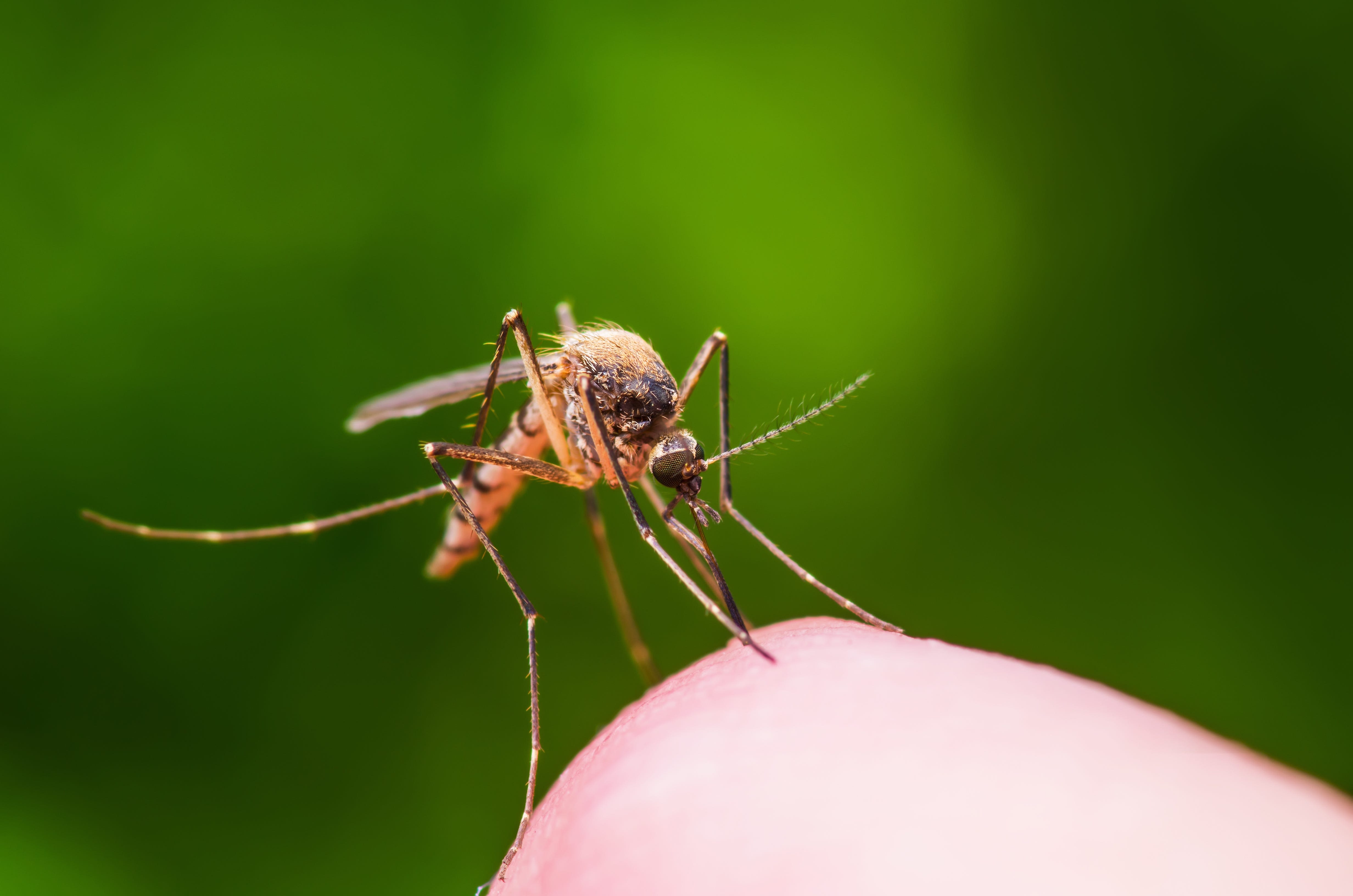 Can’t stop itching your mosquito bites? Here's how to get rid of the urge to scratch.