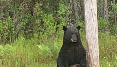 Stop taking selfies with 'depressed' bear, Florida sheriff's office tells drivers