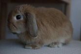 Mini Lop