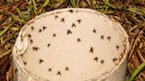 How to Get Rid of Drain Flies