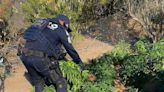 Localizan y destruyen plantío de marihuana en El Hongo