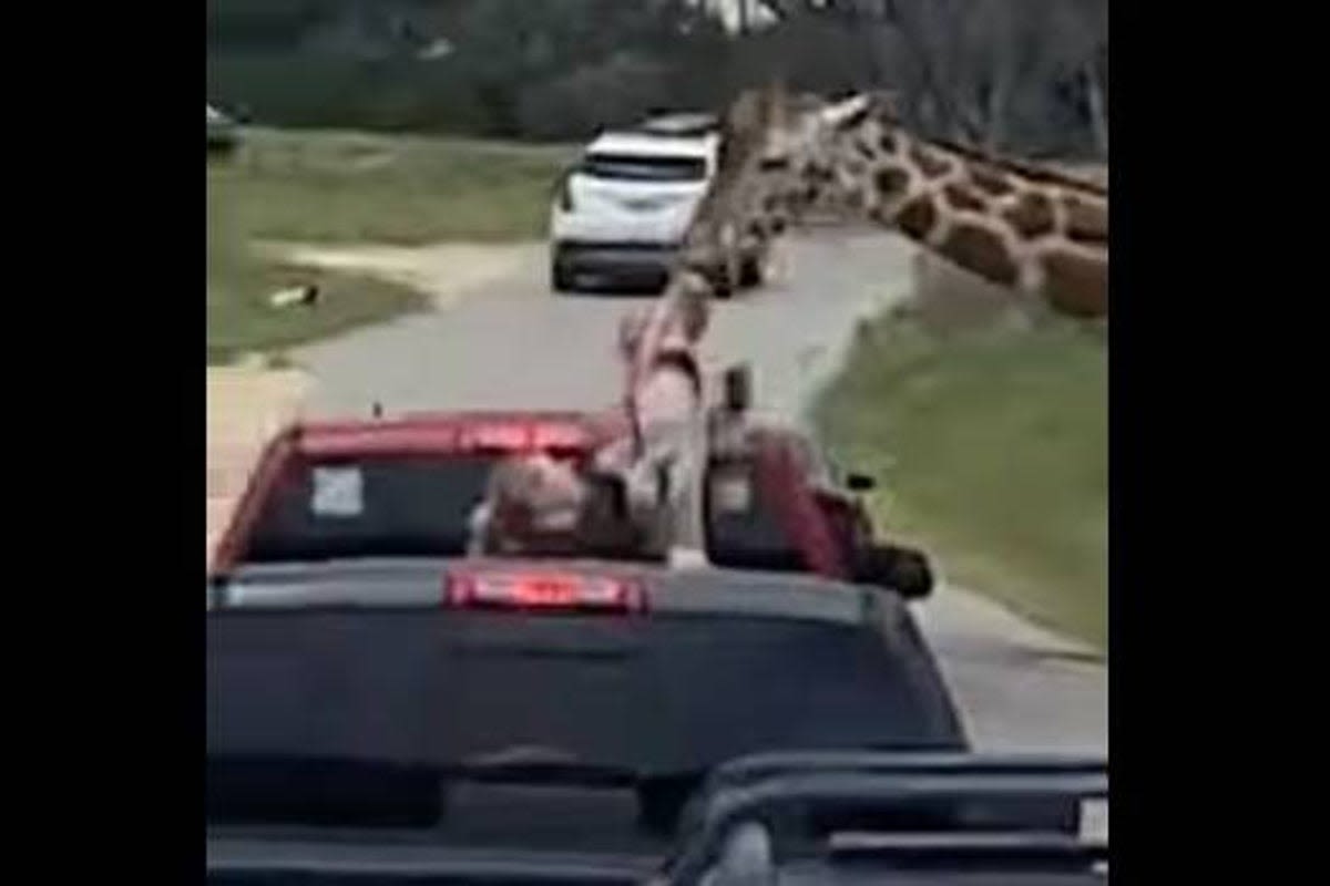 ‘My stomach dropped’: Video shows wild moment giraffe lifted toddler in the air