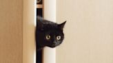 Cat Has Funny and Clever Trick for Letting Family Know He's Stuck in the Pantry