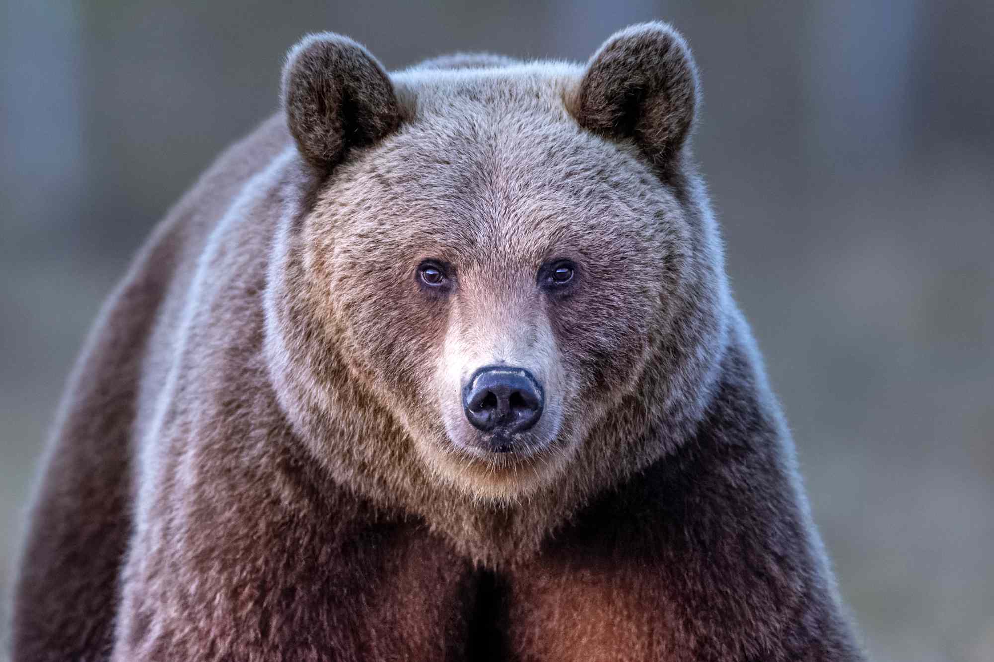 Bear Breaks Into Calif. Classroom While Teacher Named 'Salmon' Preps For School Year