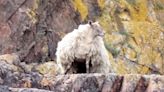 ‘Britain’s loneliest sheep’ rescued from remote shoreline after being stranded on cliff foot for two years