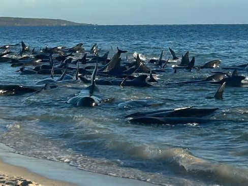 100 Pilot Whales Are Rescued After Mass Stranding in Australia