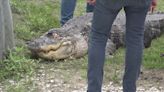 Albert the Alligator has a new home, down South