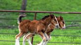 Warm Springs Ranch welcomes 15 new Budweiser Clydesdale foals