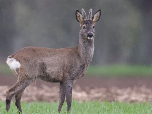 Kriminalität - Neuburg an der Donau - Totes Reh in Garten: Polizei ermittelt wegen Jagdwilderei