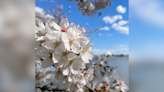 DC’s cherry blossoms hit second-earliest peak bloom ever