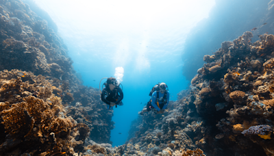 Q&A: Red Sea Global Highlights Destination Biodiversity to Attract Divers Worldwide