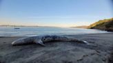 Scientists determine likely cause of gray whale death in Bay Area