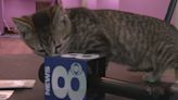 Pawsitive Cat Cafe celebrates two years in business