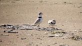 What's being done to protect endangered piping plovers from climate change?