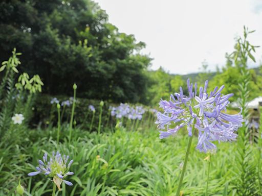 5月限定！士林「內雙溪自然中心」免費入園 5／11有市集、音樂會