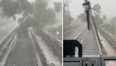 Metro CDMX: caída de un árbol interrumpió el servicio de la Línea 4