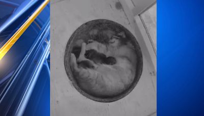 Columbus Zoo welcomes new kittens