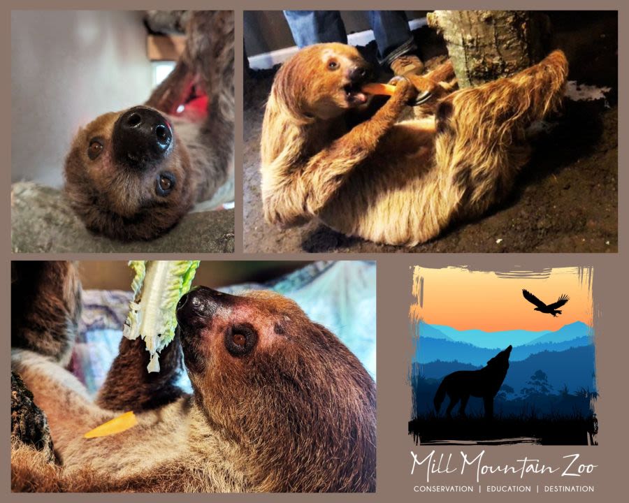 Mill Mountain Zoo welcomes new sloth named ‘Lady’ to the family
