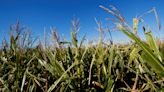 Argentina farmlands face cold snap that could slow leafhopper plague