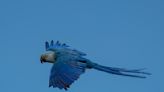 El cambio climático amenaza la recuperación del guacamayo de Spix de Brasil