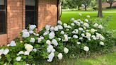 Put down the gardening shears! Leave blooming hydrangeas alone.