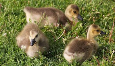 Caught on camera: Tiny goslings take leap of faith