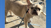 DC police: Stolen French Bulldog listed for sale found