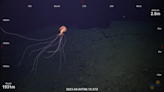 Elusive, ‘alien-looking’ squid spotted swimming in the Atlantic Ocean, video shows