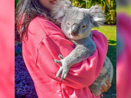 Si son tan ‘pachoncitos’: La razón por la que un santuario en Australia prohíbe abrazar koalas