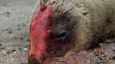 Río Negro: la drástica medida adoptada por la confirmación de gripe aviar en lobos marinos
