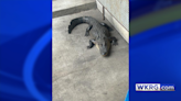 Alligator spotted near museum in downtown Mobile Wednesday