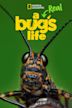 A Real Bug's Life