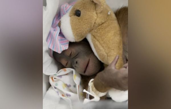 Busch Gardens reveals name of new baby orangutan