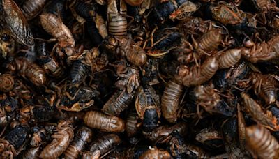 Illinois is hit with cicada chaos. This is what it's like to see, hear and feel billions of bugs