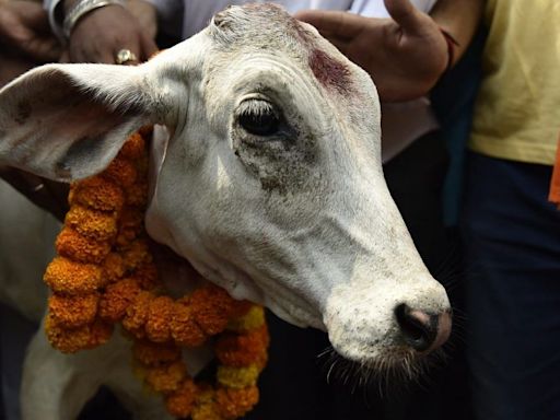 Like the Prophet in Pakistan, holy cow has killed many in India. Modi isn't the problem