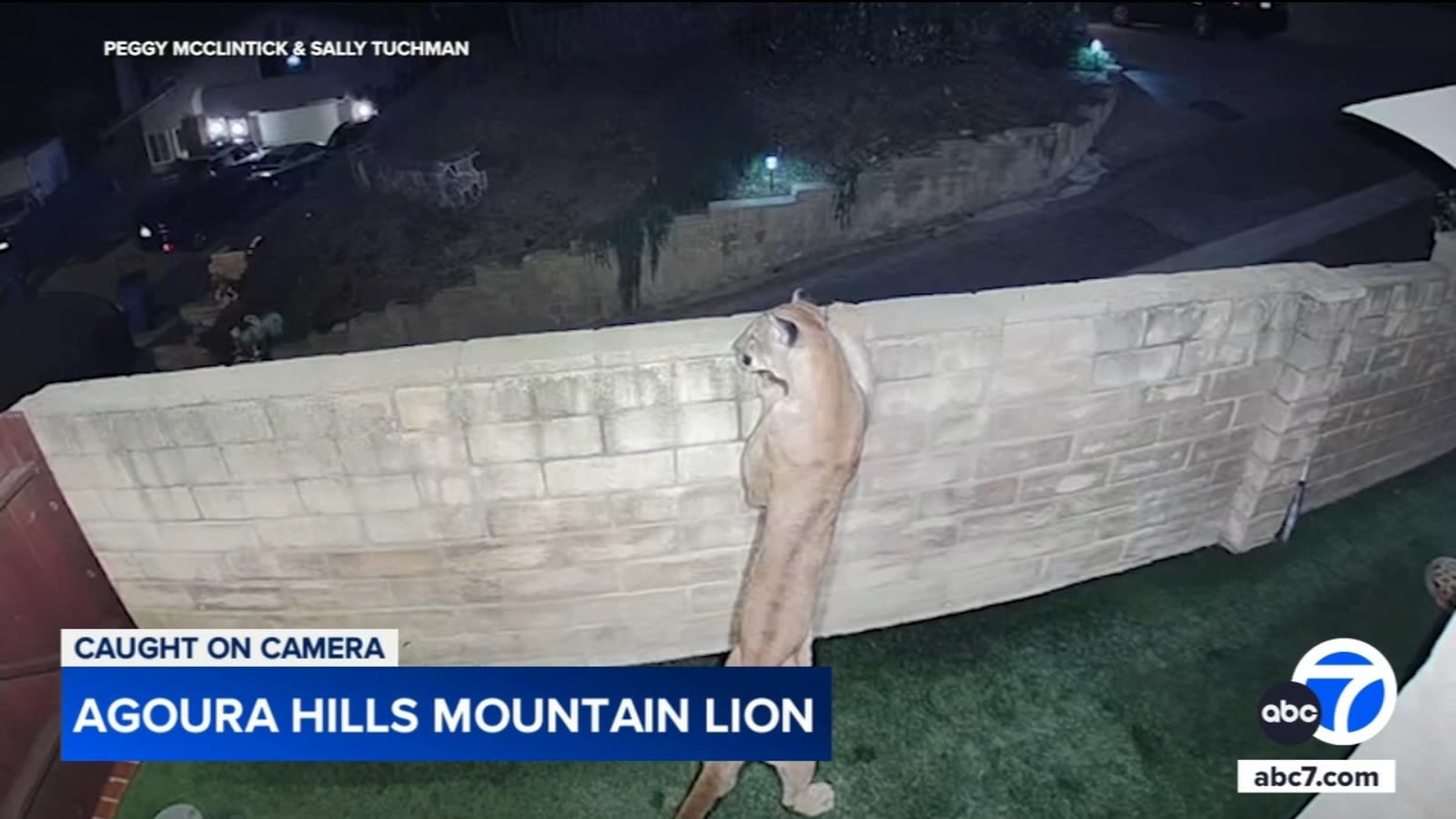 Mountain lion in backyard makes beautiful, frightening sight for Agoura Hills couple