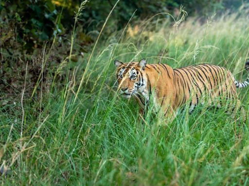 5 Most Beautiful Monsoon Safari Experiences Across India