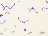 Streptococcaceae