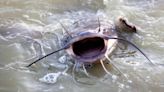 Oklahoma Fisherman Catches Massive, 95-Pound Record Catfish