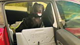 Discovery Bay company invents car seat for dogs