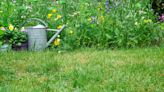 Homeowner shares ‘shockingly beautiful’ progress photos of their wildflower garden: ‘Those [flowers] are simply stunning’