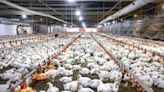 Produção e consumo interno de carne de frango devem aumentar, mas exportações têm queda