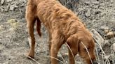Woman rescues dog found in central Utah ditch with gunshot wounds