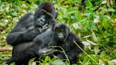 The Eastern Lowland Gorilla Is the World's Biggest Gorilla
