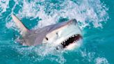 Watch the Terrifying Moment a Tiger Shark Attacks a Kayak Fisherman