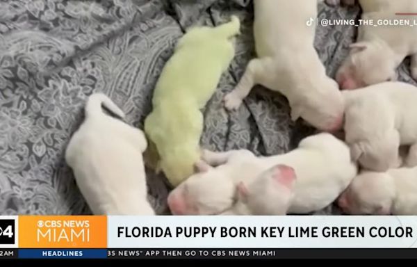 Watch: Florida golden retriever gives birth to lime green puppy