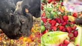 What Does Costco Do with Unsold Fruit? For One Woman, It Means 800+ Lbs. of Feed for Her Animals (Exclusive)