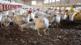México desmintió a la OMS y negó la muerte de un hombre por gripe aviar