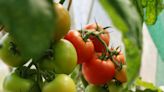 Tomatoes To Be Sold At Rs 60/kg In Delhi-NCR From Monday